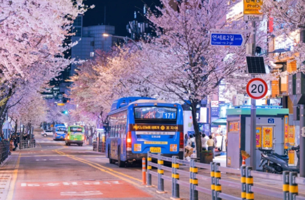 Avoid the crowds! Discover the hidden cherry blossom spots in Jeju Island/Seoul that only local Koreans know缩略图